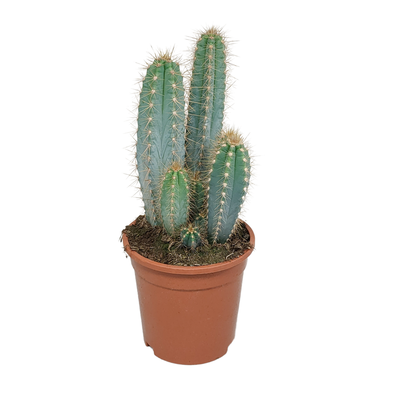 Pilosocereus azureus 17 cm