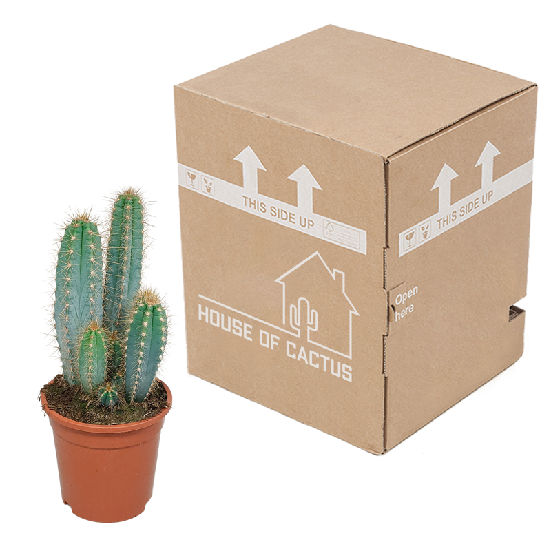 Pilosocereus azureus 17 cm - Afbeelding 3