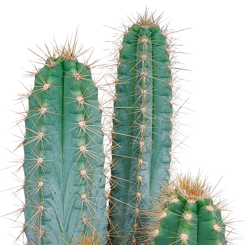 Pilosocereus azureus 17 cm - Afbeelding 4