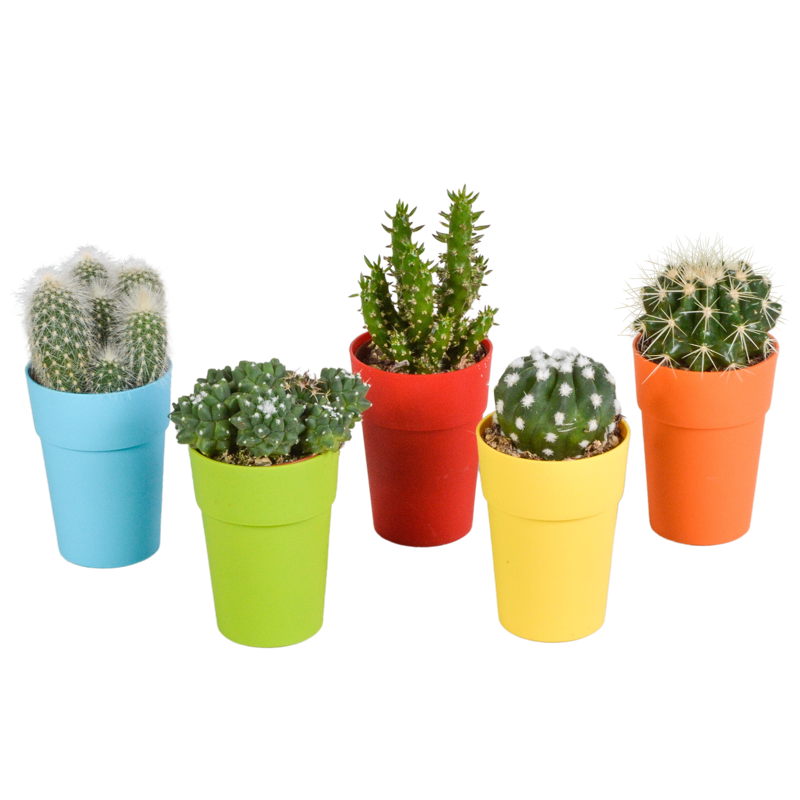 Cactus mix 5,5 cm in gekleurde plasticpot | 5 stuks