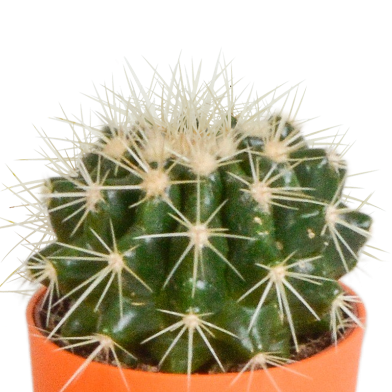 Cactus mix 5,5 cm in gekleurde plasticpot | 5 stuks - Afbeelding 3