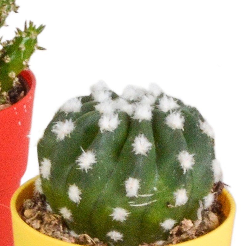 Cactus mix 5,5 cm in gekleurde plasticpot | 5 stuks - Afbeelding 4