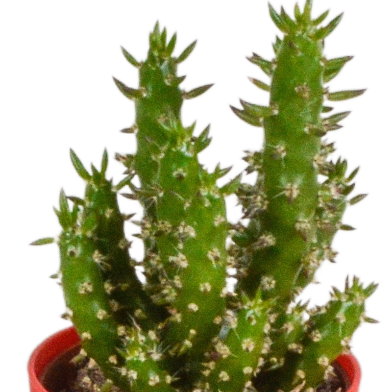 Cactus mix 5,5 cm in gekleurde plasticpot | 5 stuks - Afbeelding 5