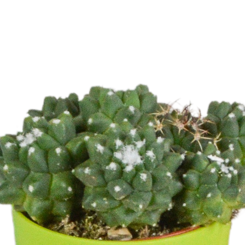 Cactus mix 5,5 cm in gekleurde plasticpot | 5 stuks - Afbeelding 6