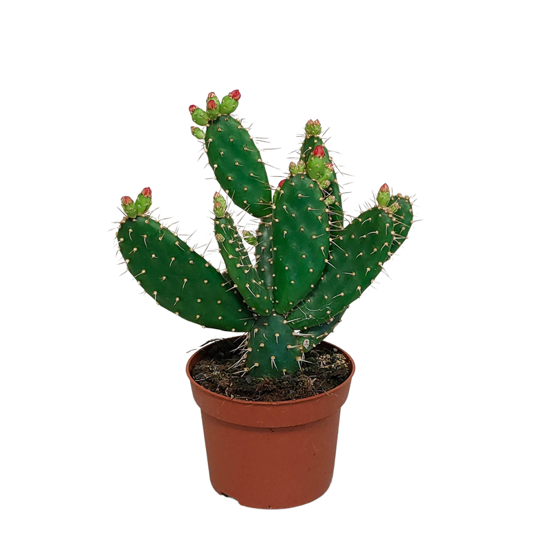 Opuntia quitensis 12 cm