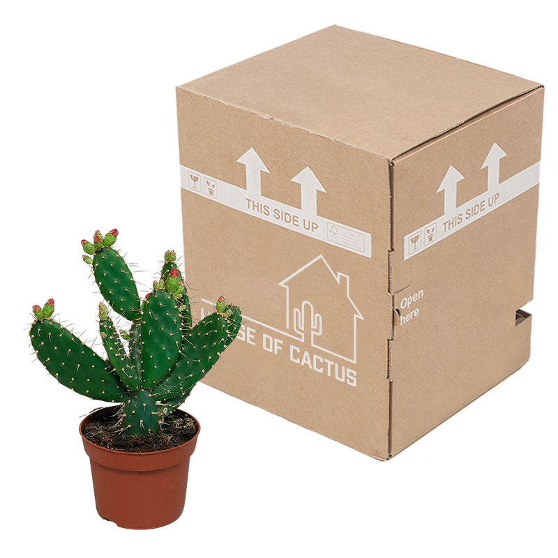 Opuntia quitensis 12 cm - Afbeelding 3