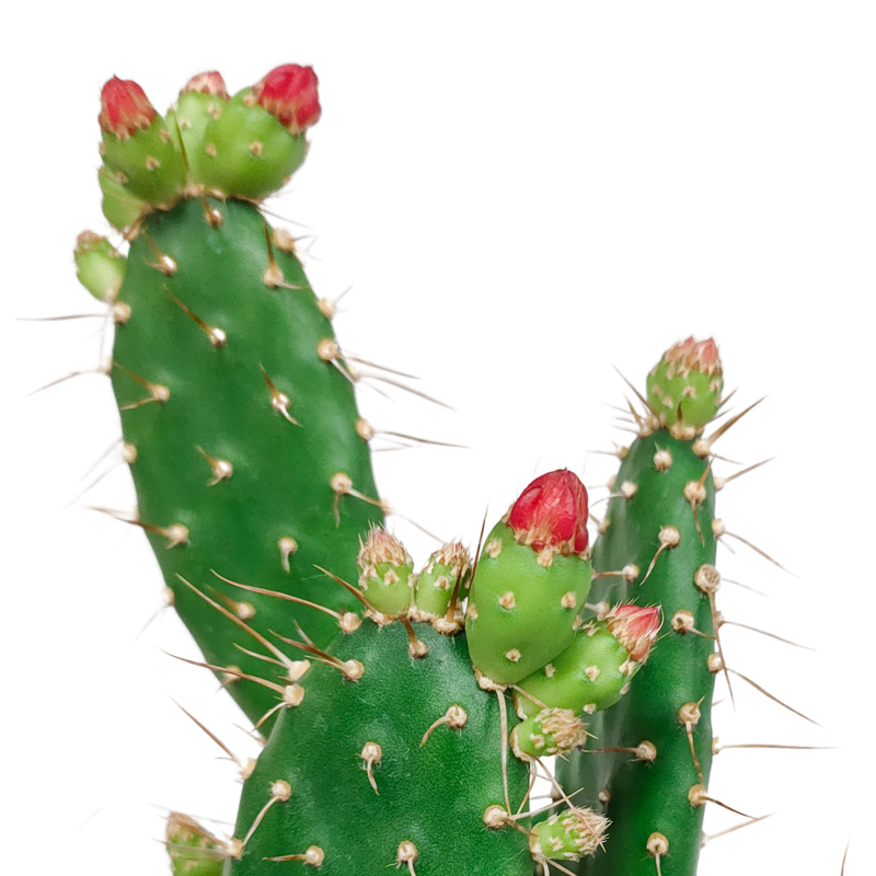 Opuntia quitensis 12 cm - Afbeelding 4
