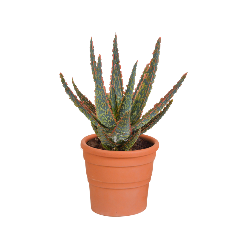 Aloë zebrina Dannyz 10,5 cm in terracotta pot
