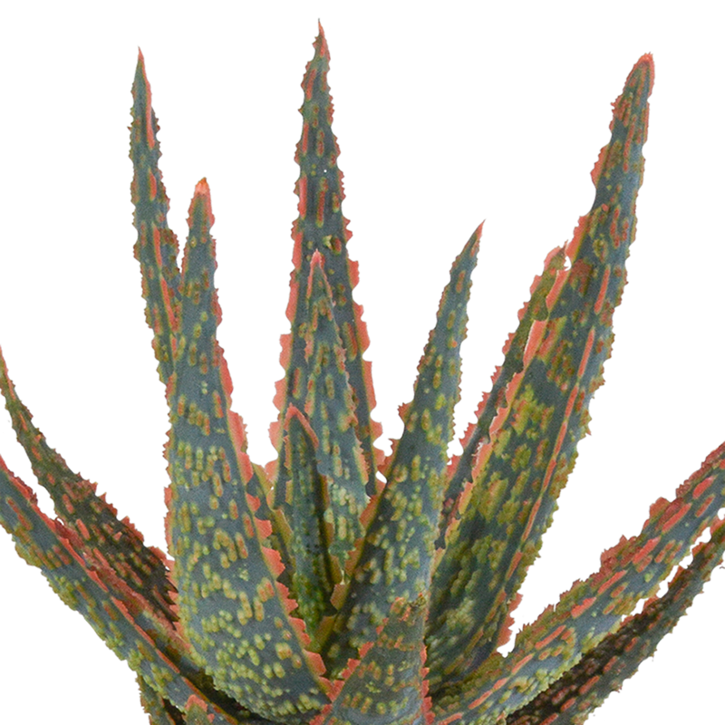 Aloë zebrina Dannyz 10,5 cm in terracotta pot - Afbeelding 3