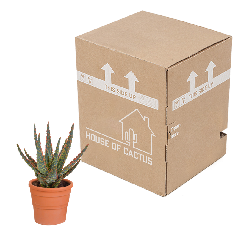 Aloë zebrina Dannyz 10,5 cm in terracotta pot - Afbeelding 4