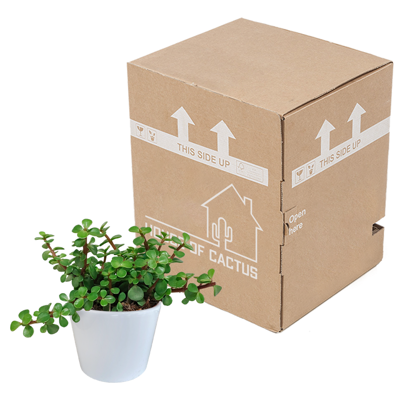 Portulacaria afra groen 10,5 cm in witte pot - Afbeelding 3