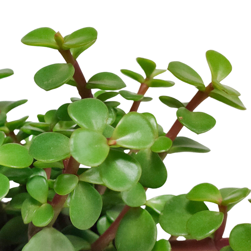 Portulacaria afra groen 10,5 cm in witte pot - Afbeelding 4