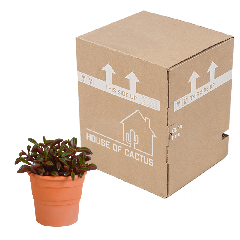 Peperomia graveolens 10,5 cm in terracotta pot - Afbeelding 4