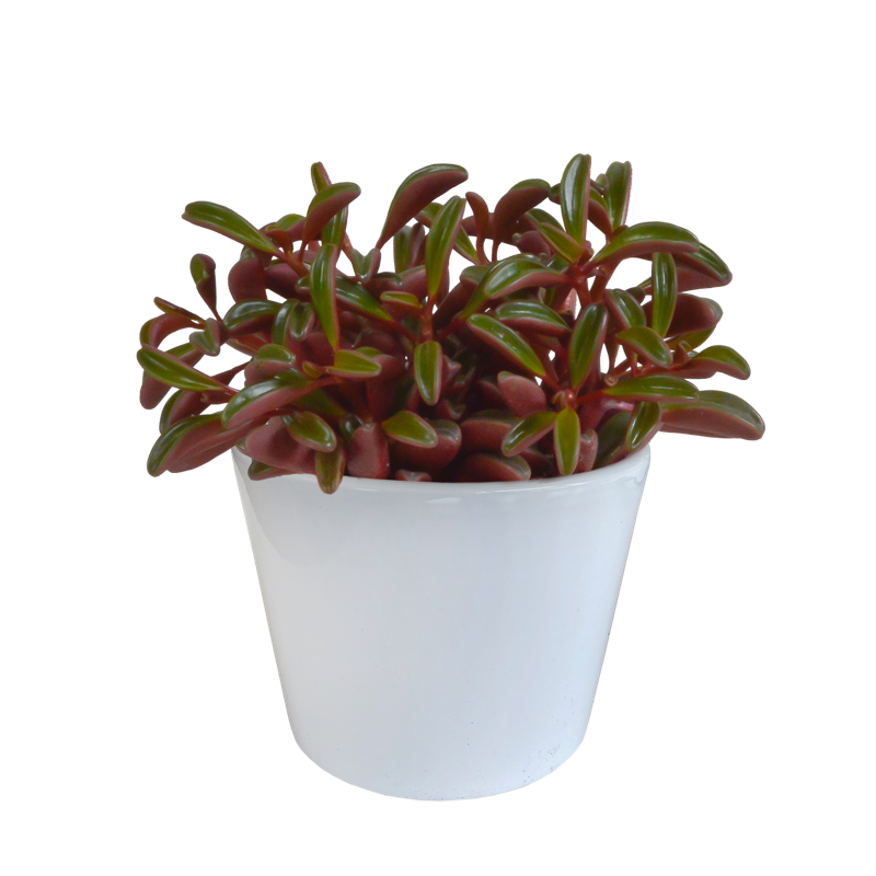 Peperomia graveolens 10,5 cm in witte pot