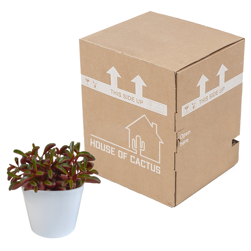 Peperomia graveolens 10,5 cm in witte pot - Afbeelding 3