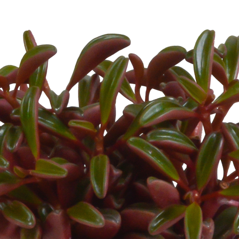 Peperomia graveolens 10,5 cm in witte pot - Afbeelding 4