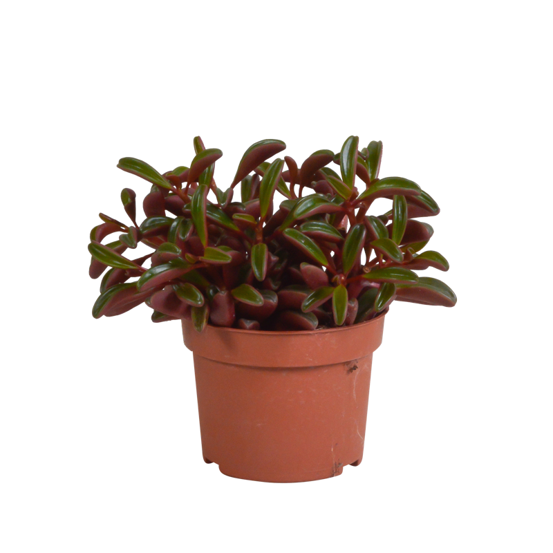 Peperomia graveolens 10,5 cm