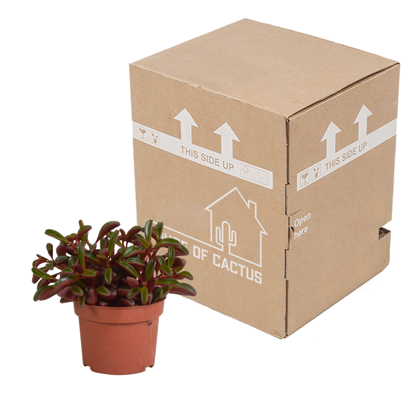 Peperomia graveolens 10,5 cm - Afbeelding 4