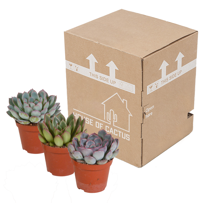 Echeveria mix 8,5 cm | 3 stuks - Afbeelding 3