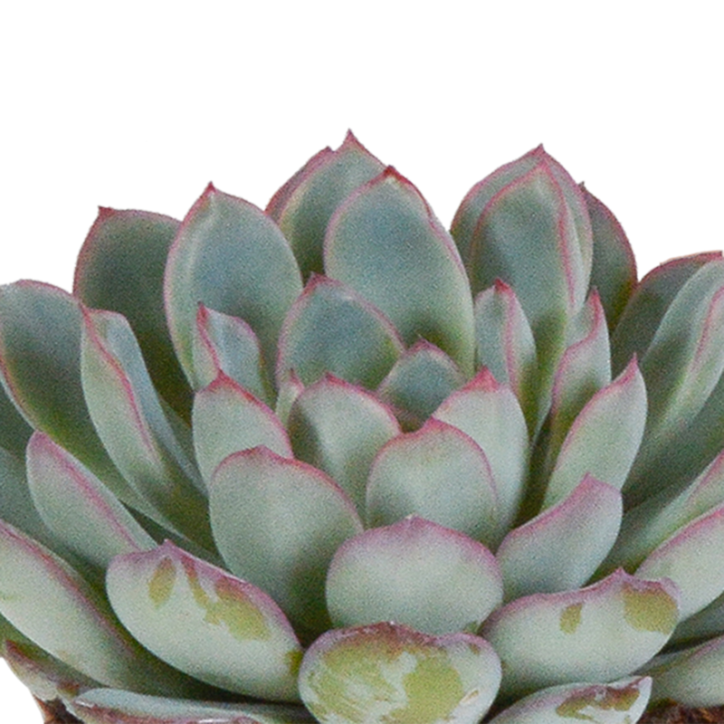 Echeveria mix 8,5 cm | 3 stuks - Afbeelding 4