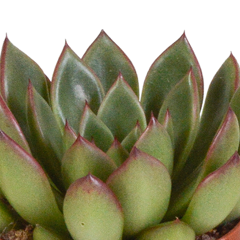 Echeveria mix 8,5 cm | 3 stuks - Afbeelding 5