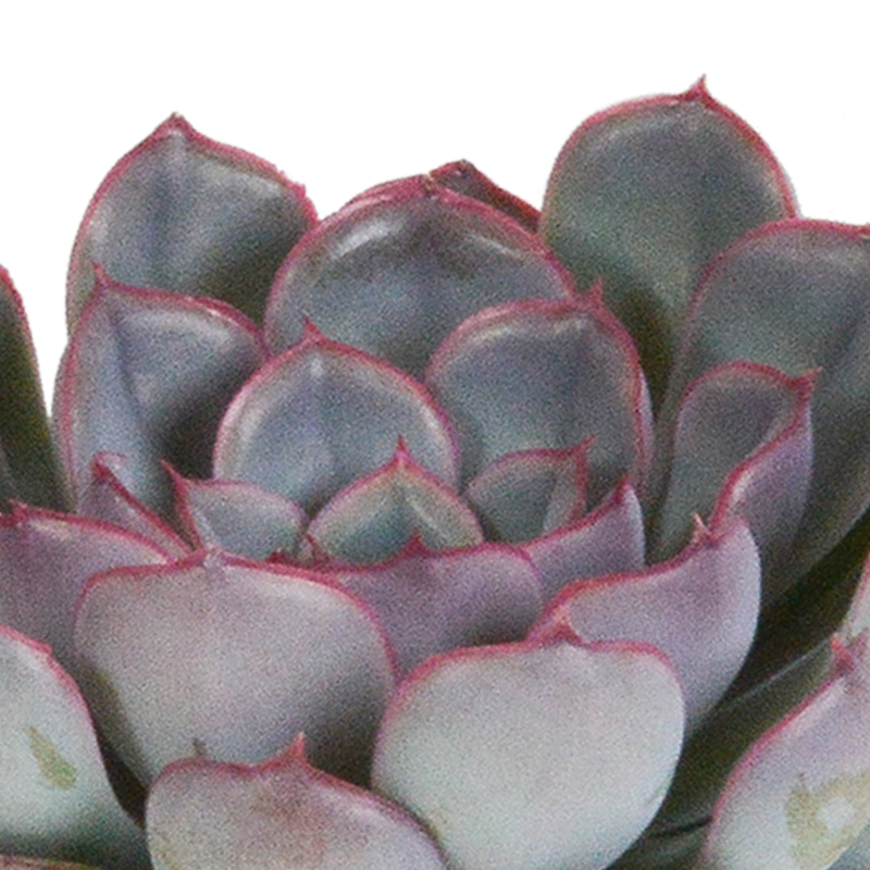 Echeveria mix 8,5 cm | 3 stuks - Afbeelding 6