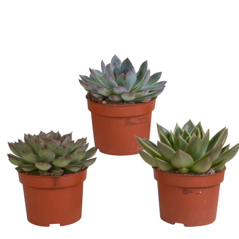 Echeveria mix 10,5 cm | 3 stuks