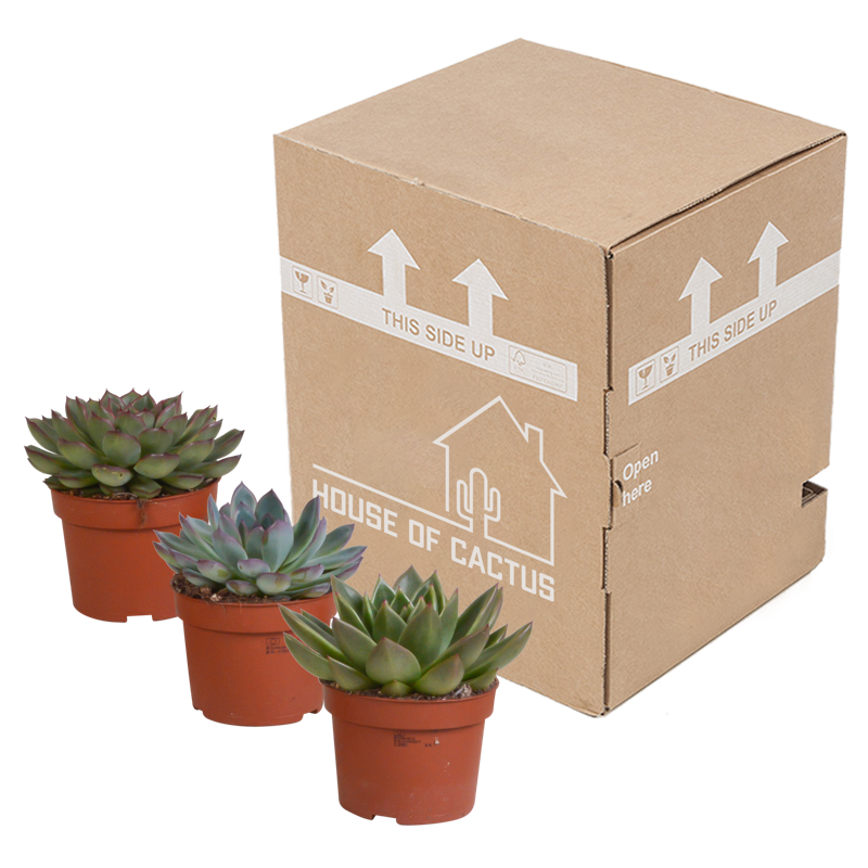 Echeveria mix 10,5 cm | 3 stuks - Afbeelding 3