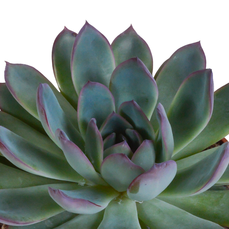 Echeveria mix 10,5 cm | 3 stuks - Afbeelding 4