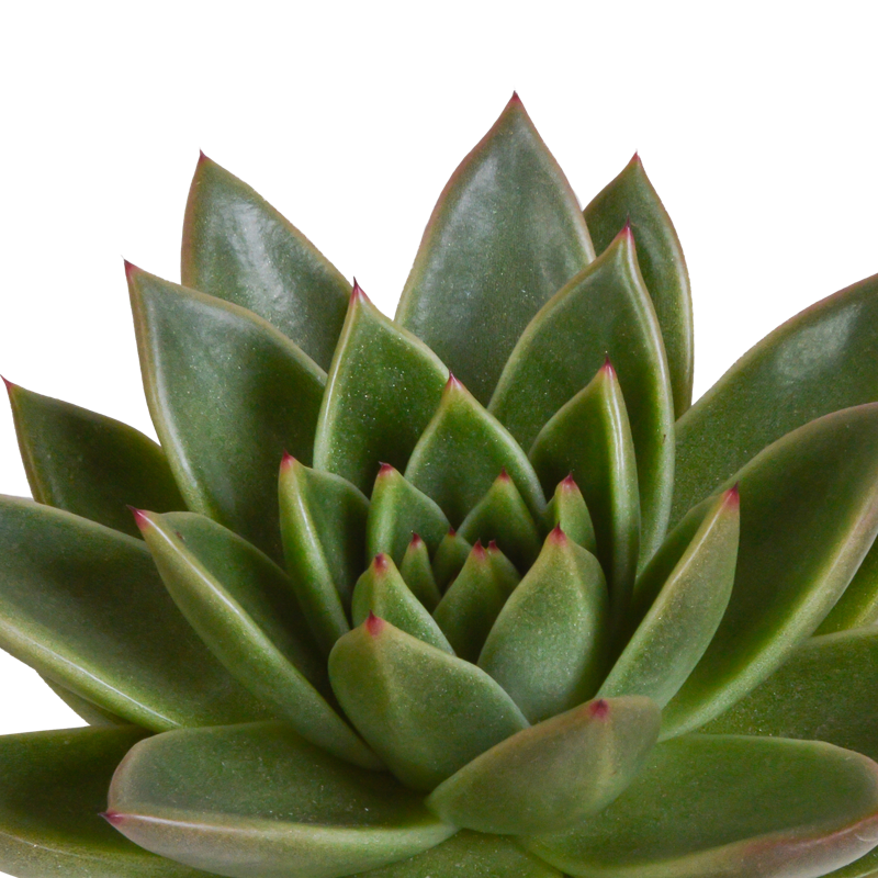 Echeveria mix 10,5 cm | 3 stuks - Afbeelding 5