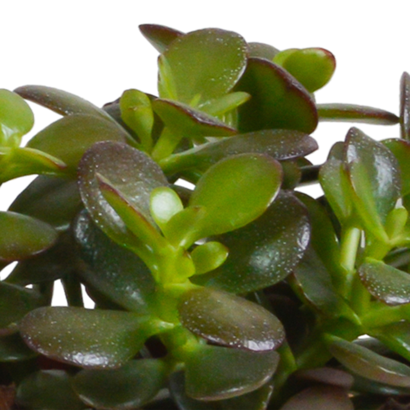 Crassula mix 10,5 cm in witte pot | 3 stuks - Afbeelding 6