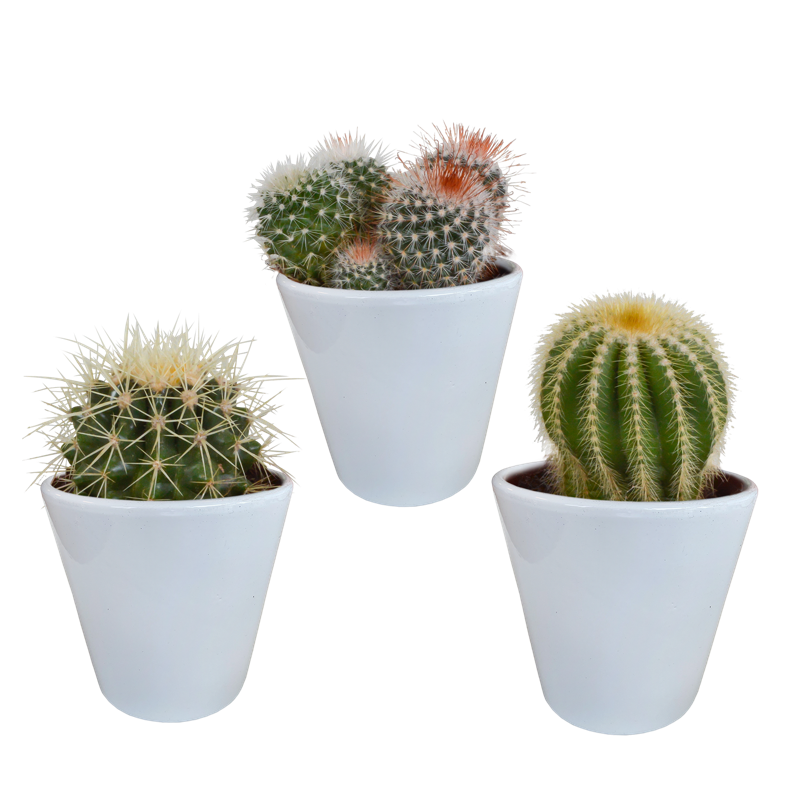 Bolcactus mix 8,5 cm in witte pot | 3 stuks