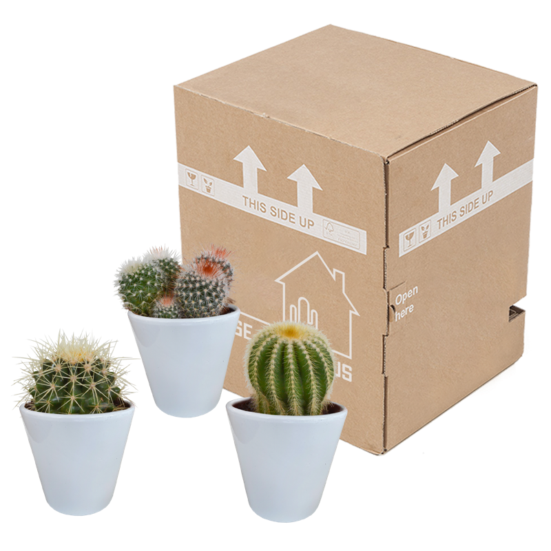 Bolcactus mix 8,5 cm in witte pot | 3 stuks - Afbeelding 3