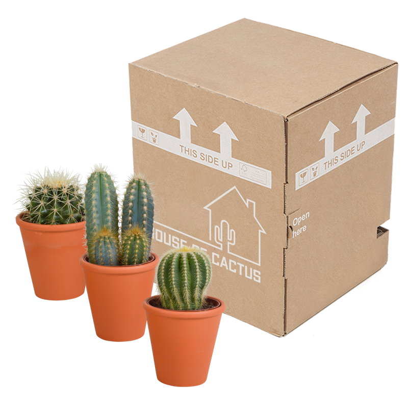 Cactus mix 8,5 cm in terracotta pot | 3 stuks - Afbeelding 3