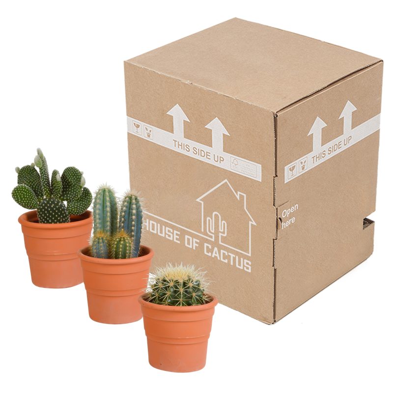 Cactus mix 10,5 cm in terracotta pot | 3 stuks - Afbeelding 3