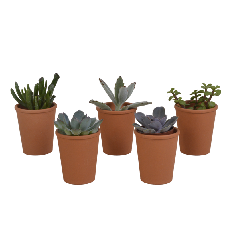 Vetplanten mix 5,5 cm in terracotta pot | 5 stuks