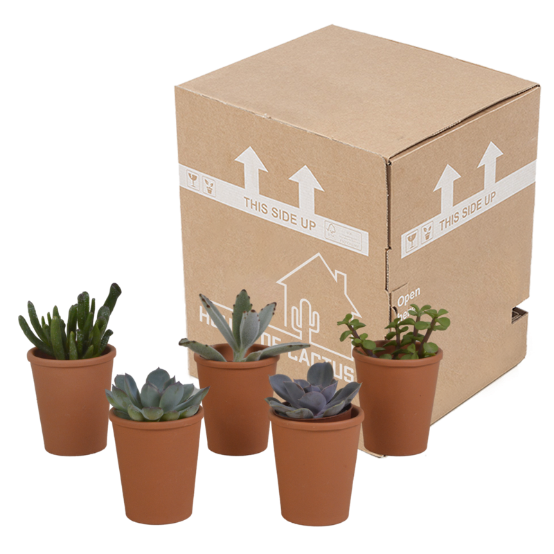 Vetplanten mix 5,5 cm in terracotta pot | 5 stuks - Afbeelding 3