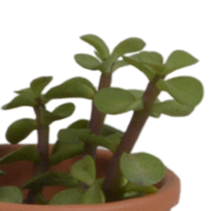 Vetplanten mix 5,5 cm in terracotta pot | 5 stuks - Afbeelding 4