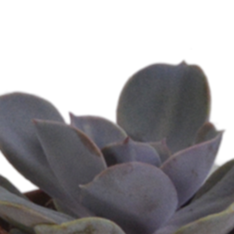 Vetplanten mix 5,5 cm in terracotta pot | 5 stuks - Afbeelding 5