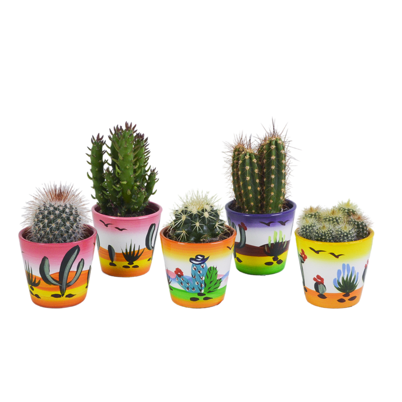 Cactus mix 5,5 cm in Mexicaanse pot | 5 stuks