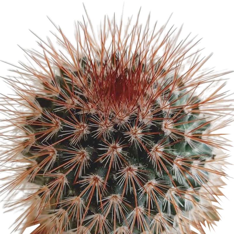 Cactus mix 5,5 cm in Mexicaanse pot | 5 stuks - Afbeelding 4