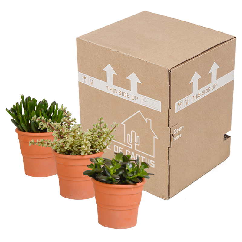 Crassula mix 10,5 cm in terracotta pot | 3 stuks - Afbeelding 3