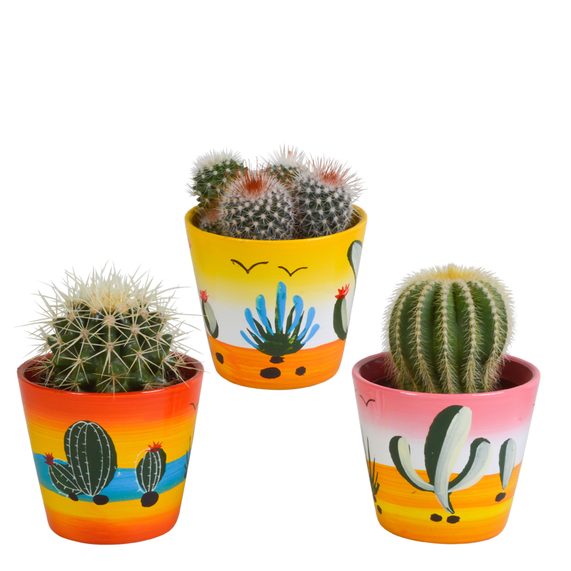 Bolcactus mix 8,5 cm in Mexicaanse pot | 3 stuks