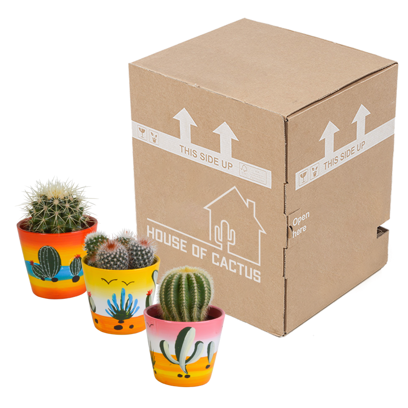 Bolcactus mix 8,5 cm in Mexicaanse pot | 3 stuks - Afbeelding 3