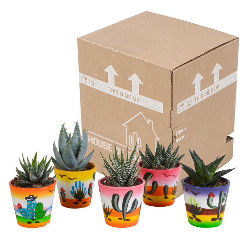 Gasteria/Haworthia mix 5,5 cm in Mexicaanse pot | 5 stuks - Afbeelding 3