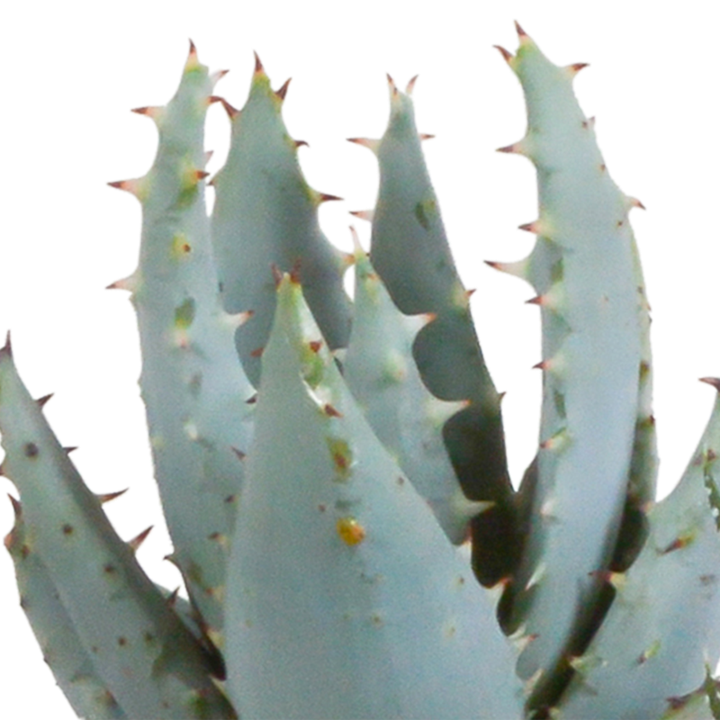 Gasteria/Haworthia mix 5,5 cm in Mexicaanse pot | 5 stuks - Afbeelding 5