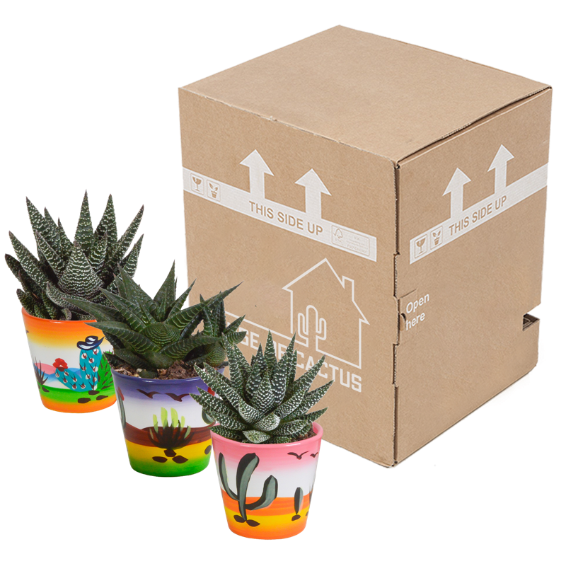 Gasteria/Haworthia mix 8,5 cm in Mexicaanse pot | 3 stuks - Afbeelding 3