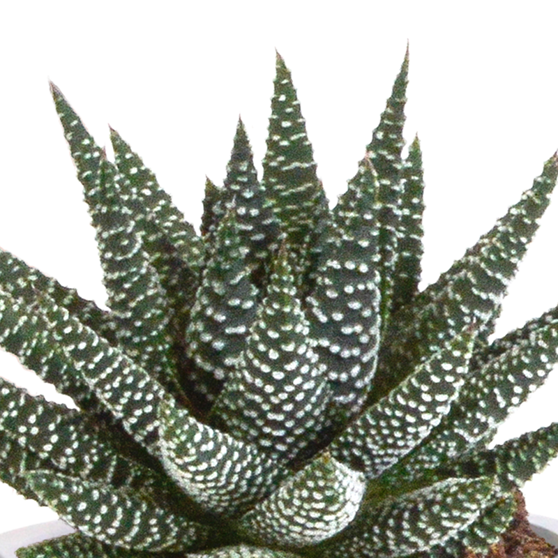 Gasteria/Haworthia mix 8,5 cm in Mexicaanse pot | 3 stuks - Afbeelding 5