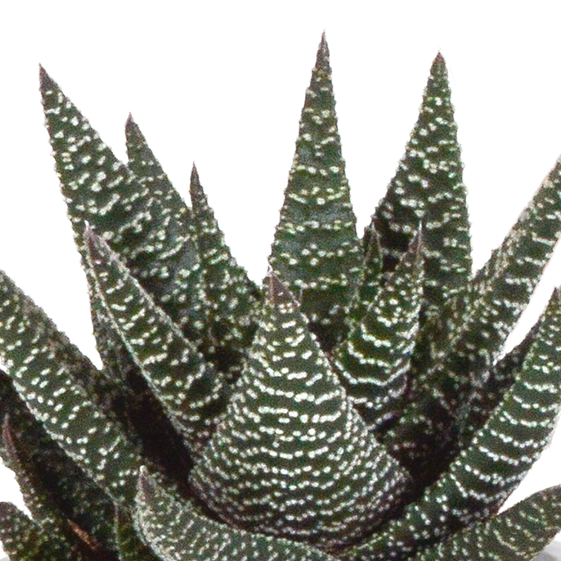 Gasteria/Haworthia mix 8,5 cm in Mexicaanse pot | 3 stuks - Afbeelding 6