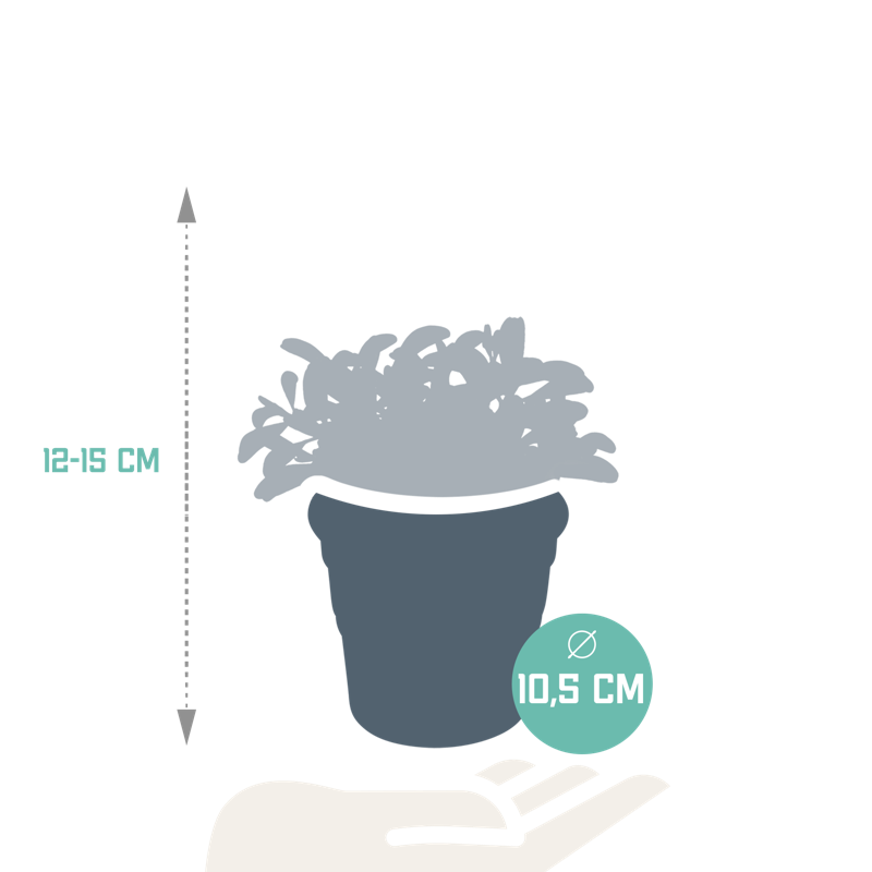 Peperomia graveolens 10,5 cm in terracotta pot - Afbeelding 2